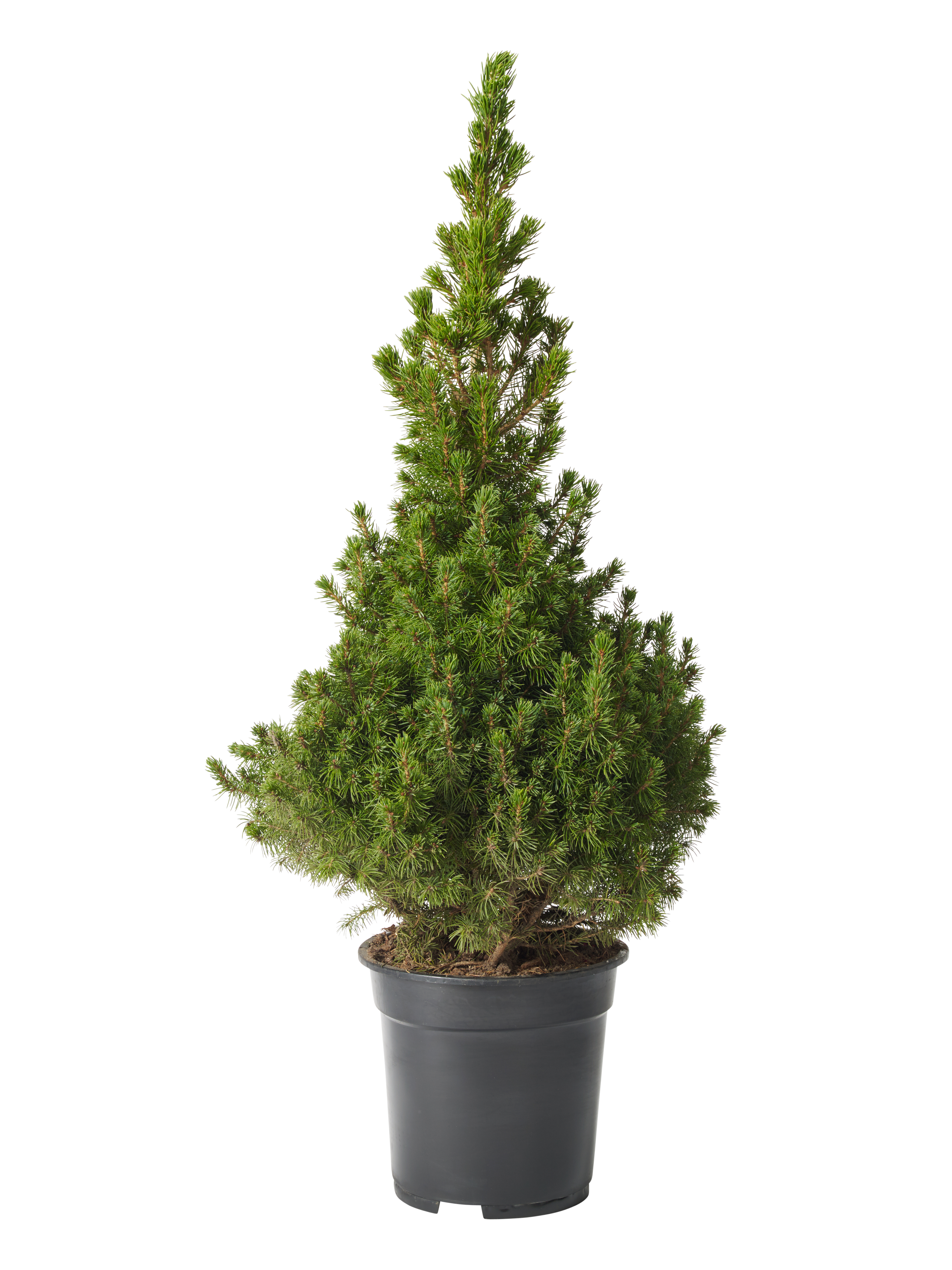 Picea glauca 'Conica' 19 cm