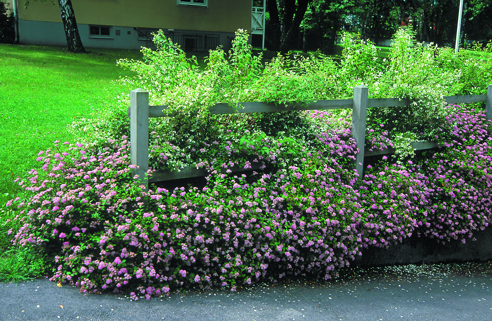 Spiraea japonica 'Little Princess' 4,5L