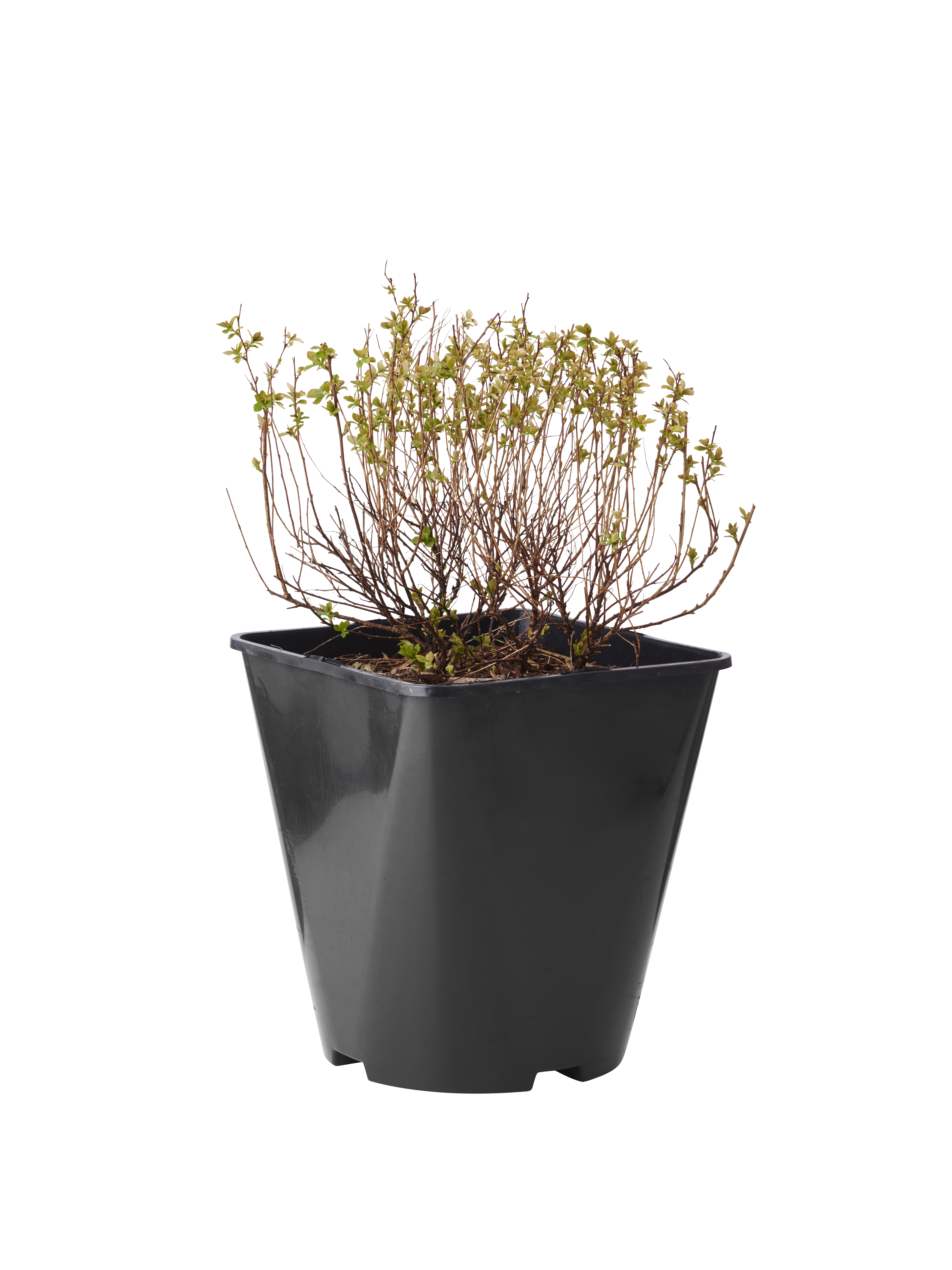 Spiraea japonica 'Little Princess' 4,5L