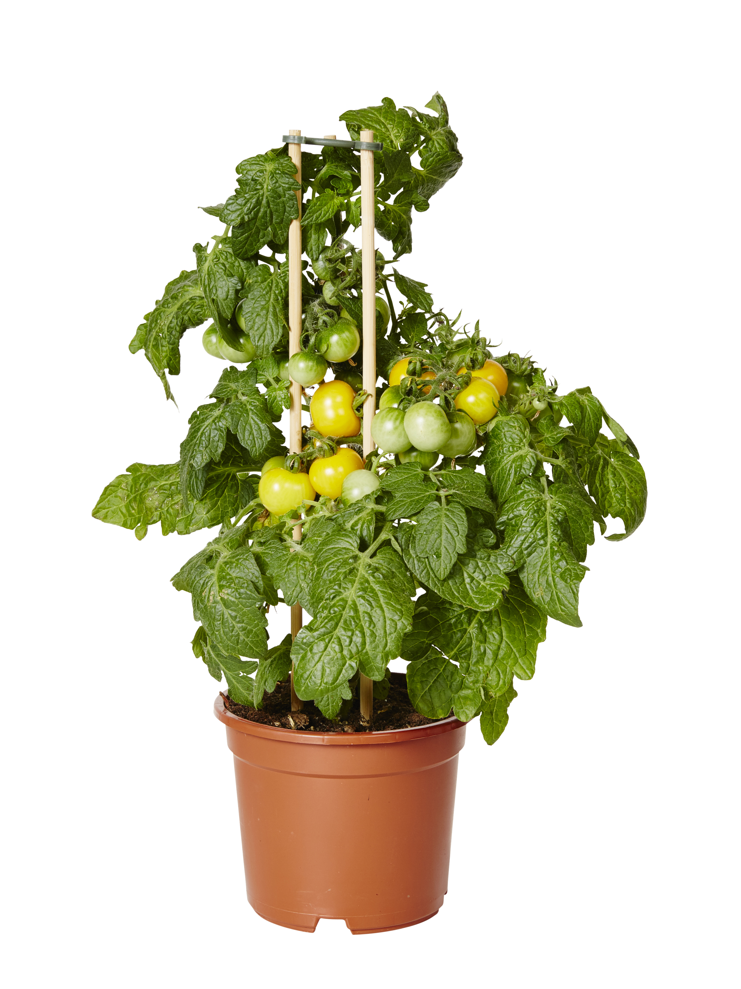 Ready Cherry Tomato Yellow 14 cm