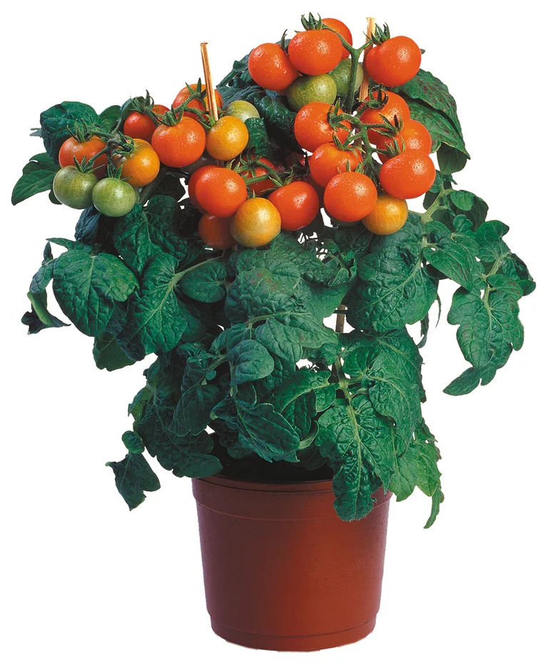 Cherry tomatoes  how to grow your own | Plantasjen
