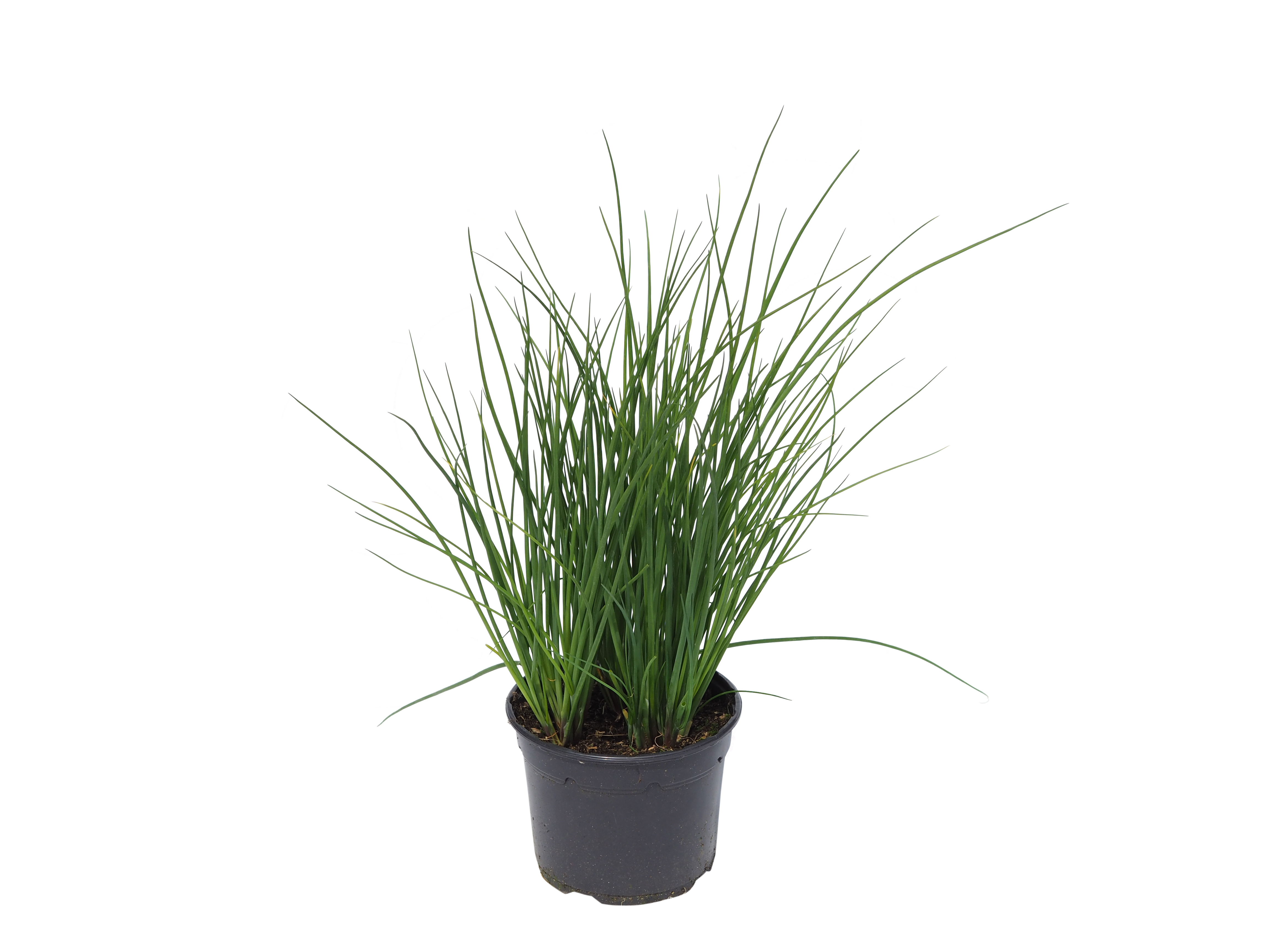 Allium schoenoprasum 17 cm