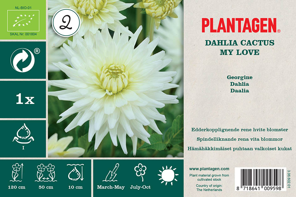 Kaktusdahlia 'My Love'