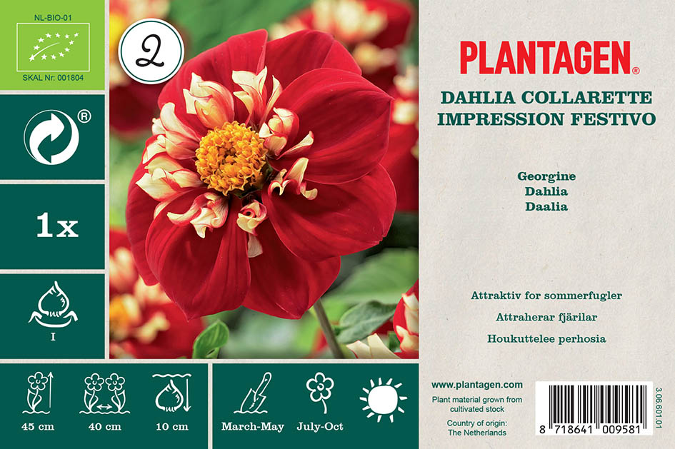 Halskråsdahlia 'Impression Festivo'