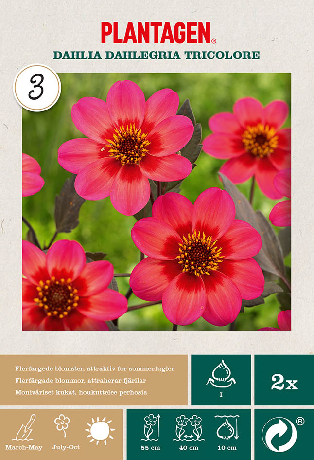 Dahlia Mignon Dahlegria Tricol