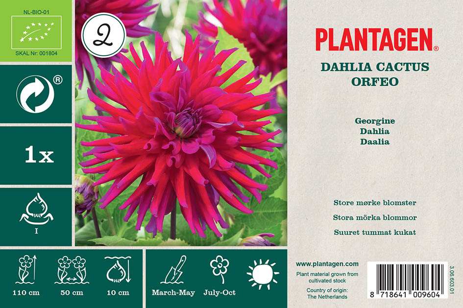 Kaktusdahlia 'Orfeo'