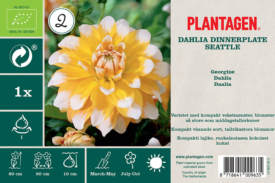 Dahlia Dinnerplate Seattle (Or