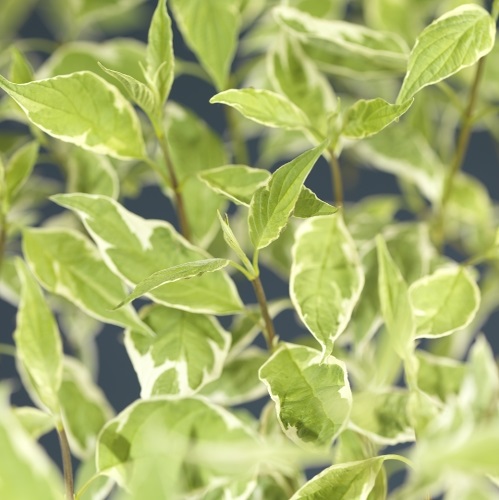Cornus alba 'Elegantissima' 17cm