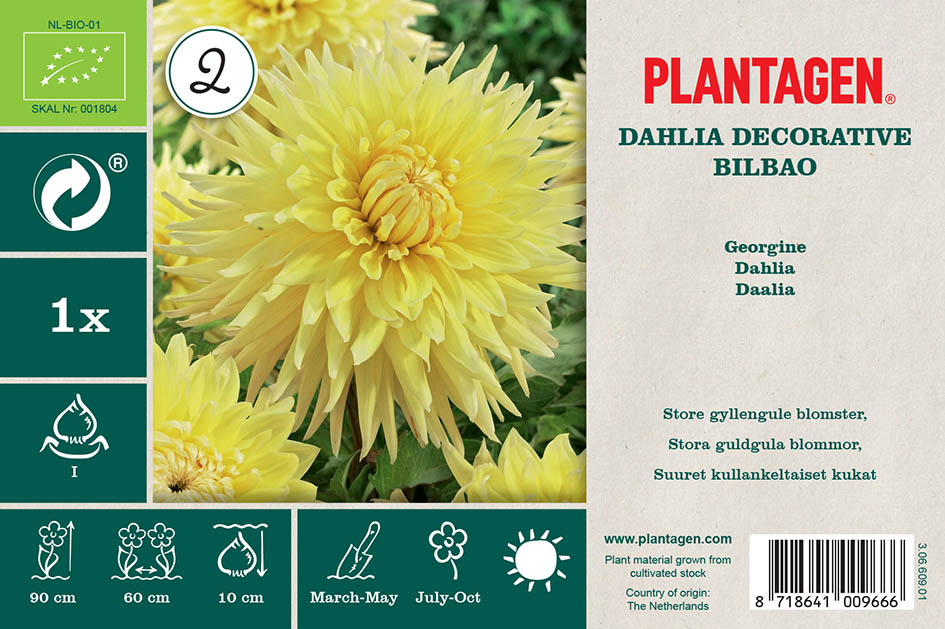 Dekorativdahlia 'Bilbao'