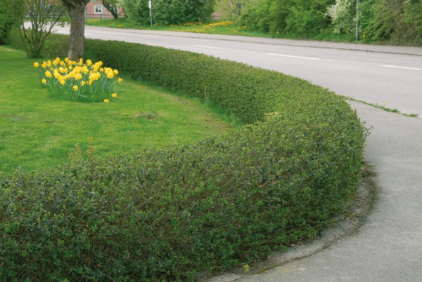 Ligustrum vulgare var. italicum 'Atrovirens' 2L