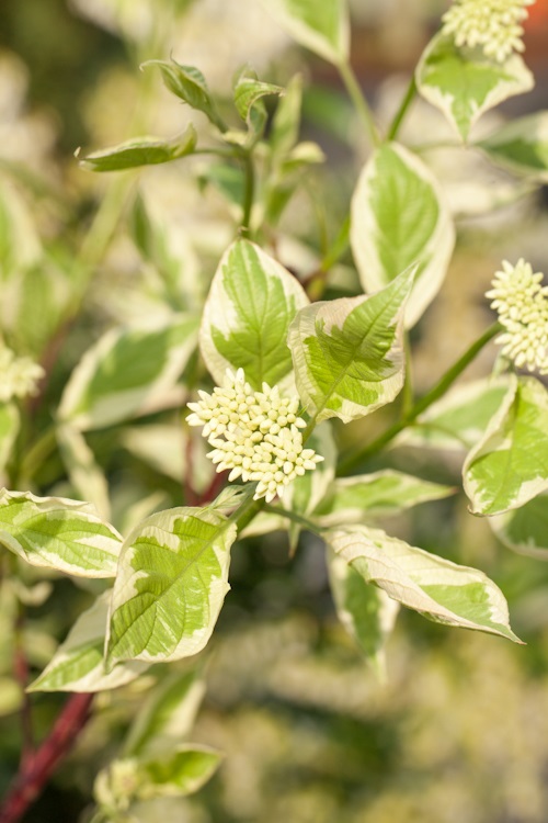 Cornus alba 'Elegantissima' 17cm