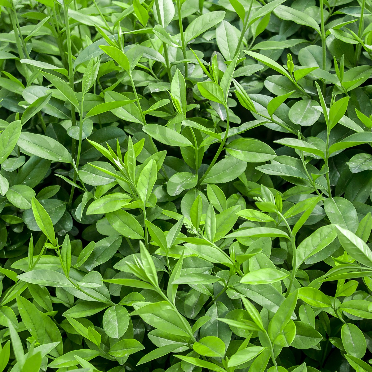 Ligustrum vulgare 2L