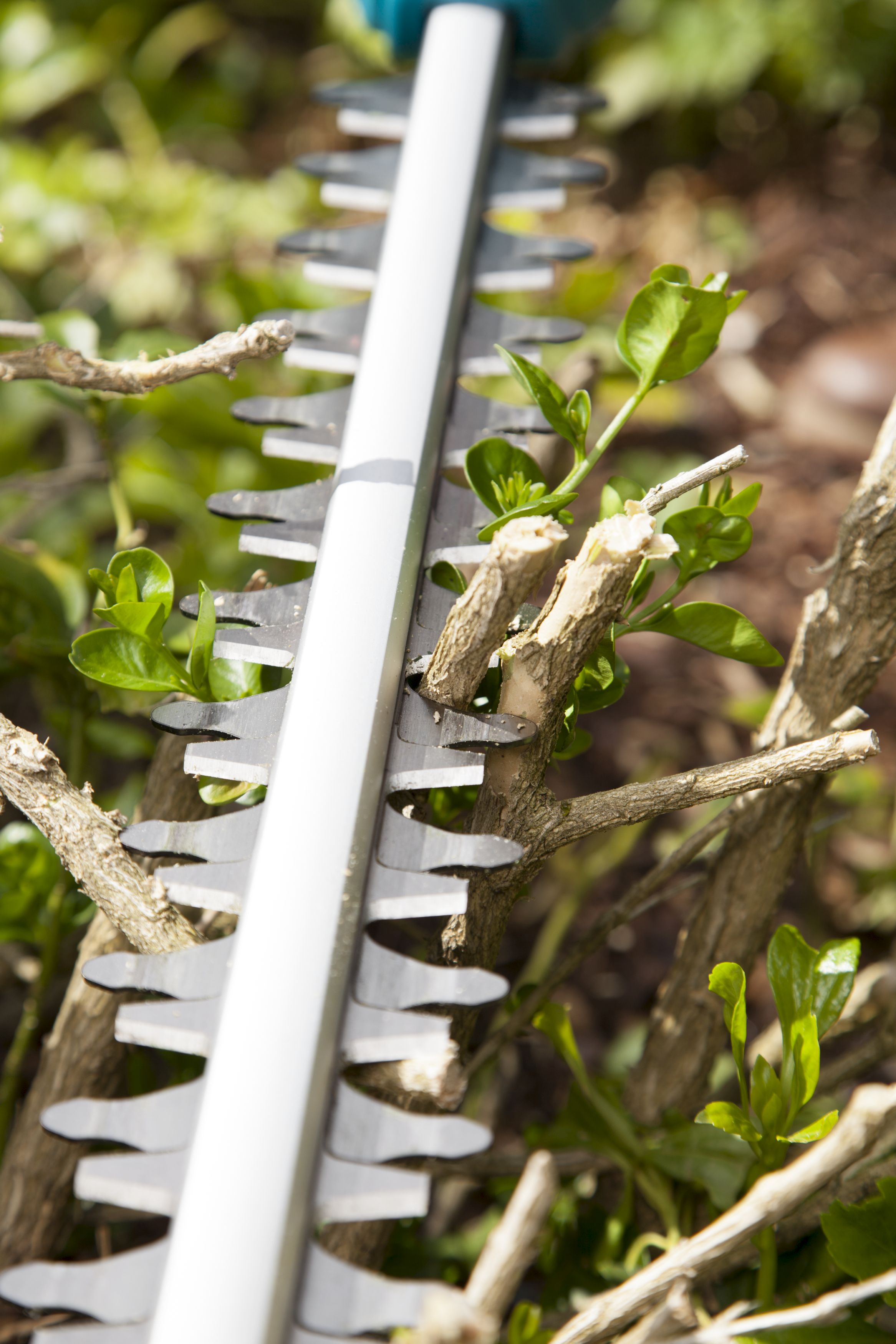 Häcksaxen Teleskopisk