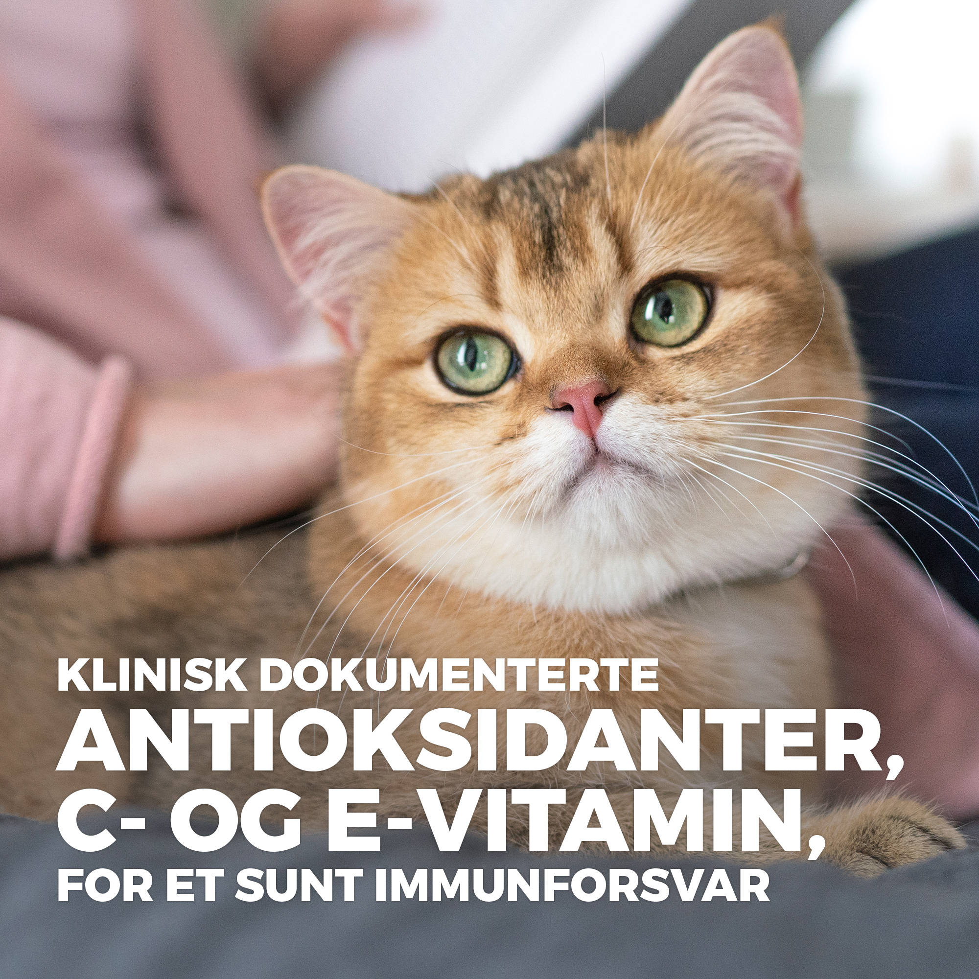 SP Feline Adult Sen.Stomach & Skin Chicken 1.5kg