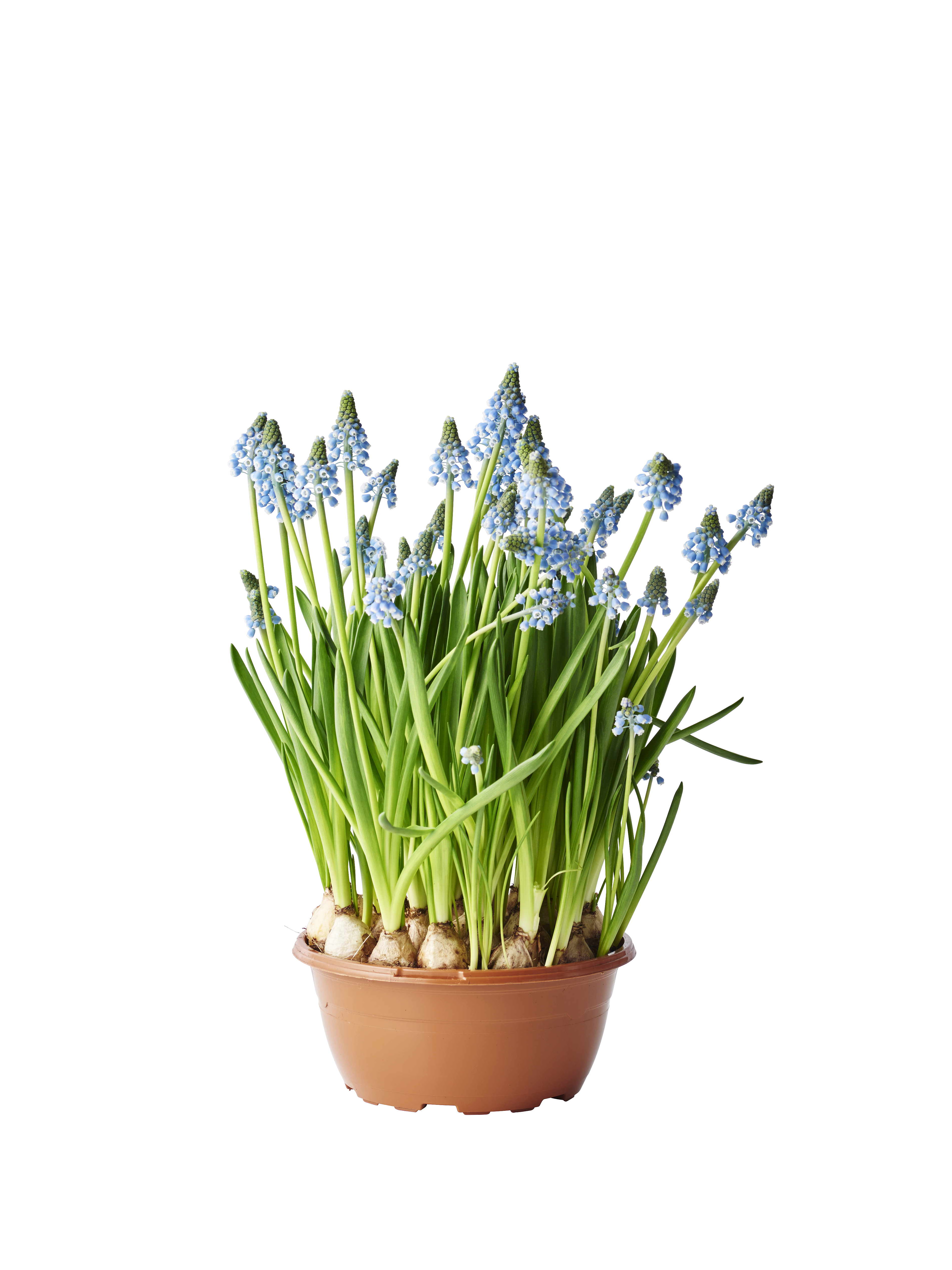 Muscari a. 'Big Smile' bowl 17 cm