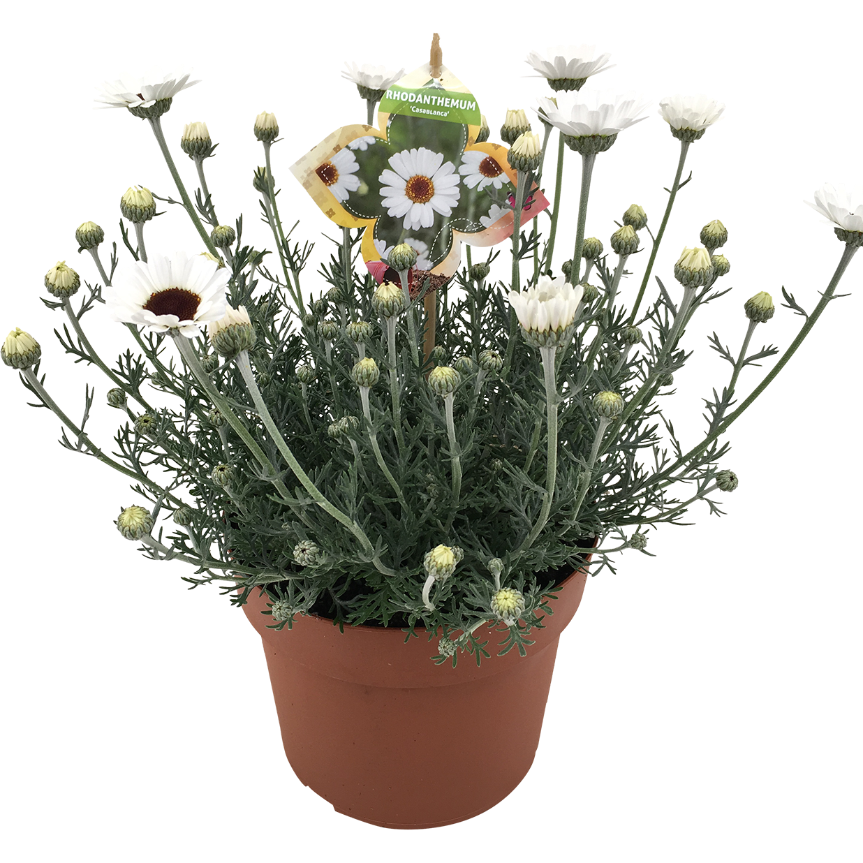 Rhodanthemum 'Casablanca' 19 cm