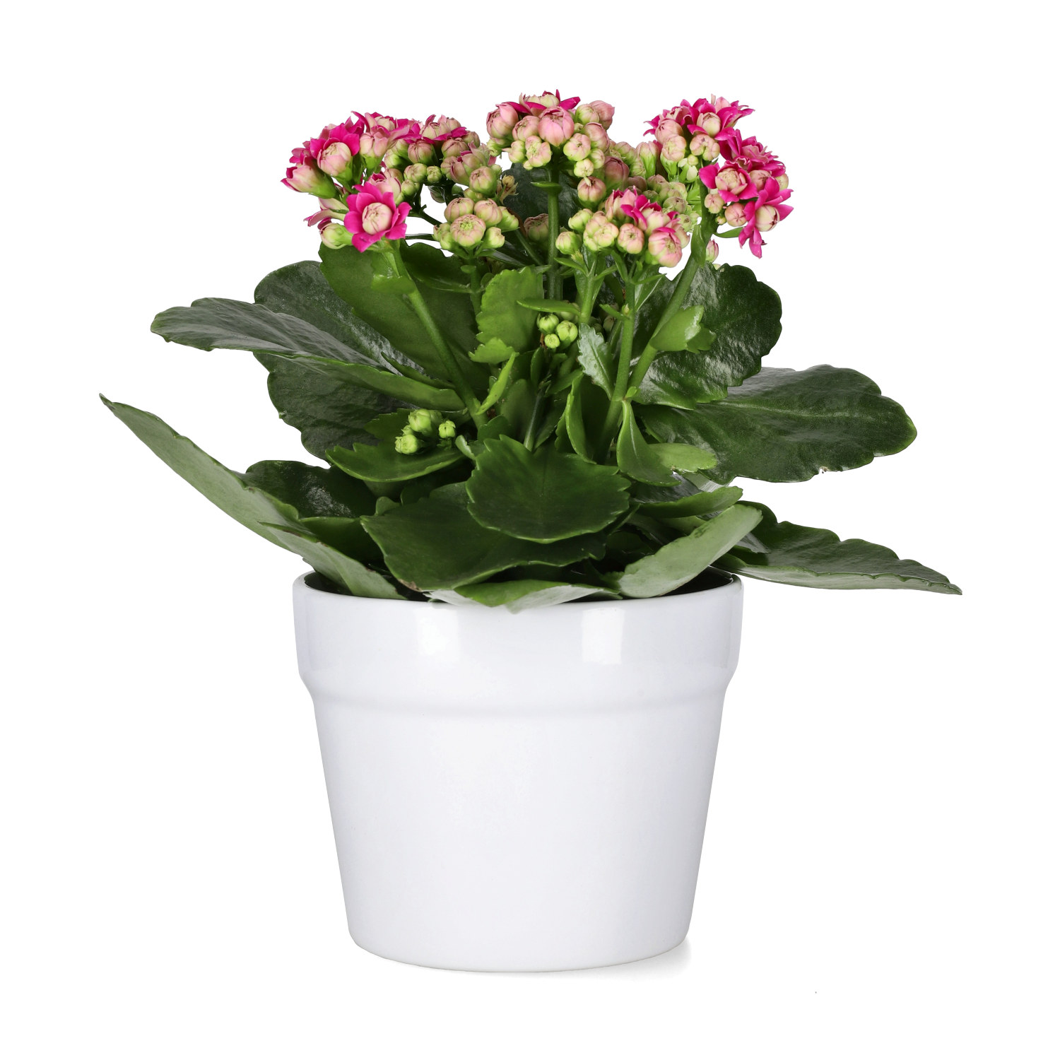 Kalanchoe