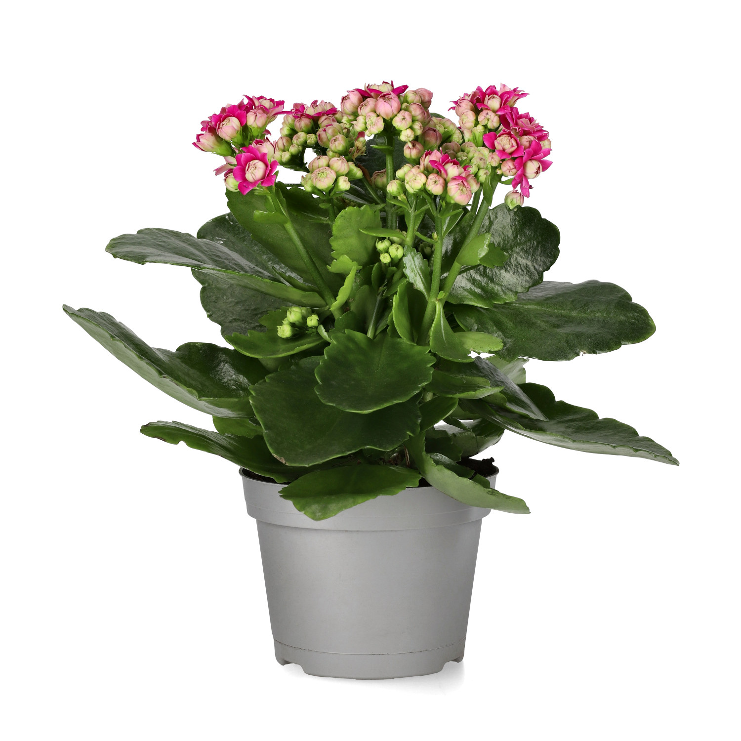 Kalanchoe Dark Pink 10,5 cm
