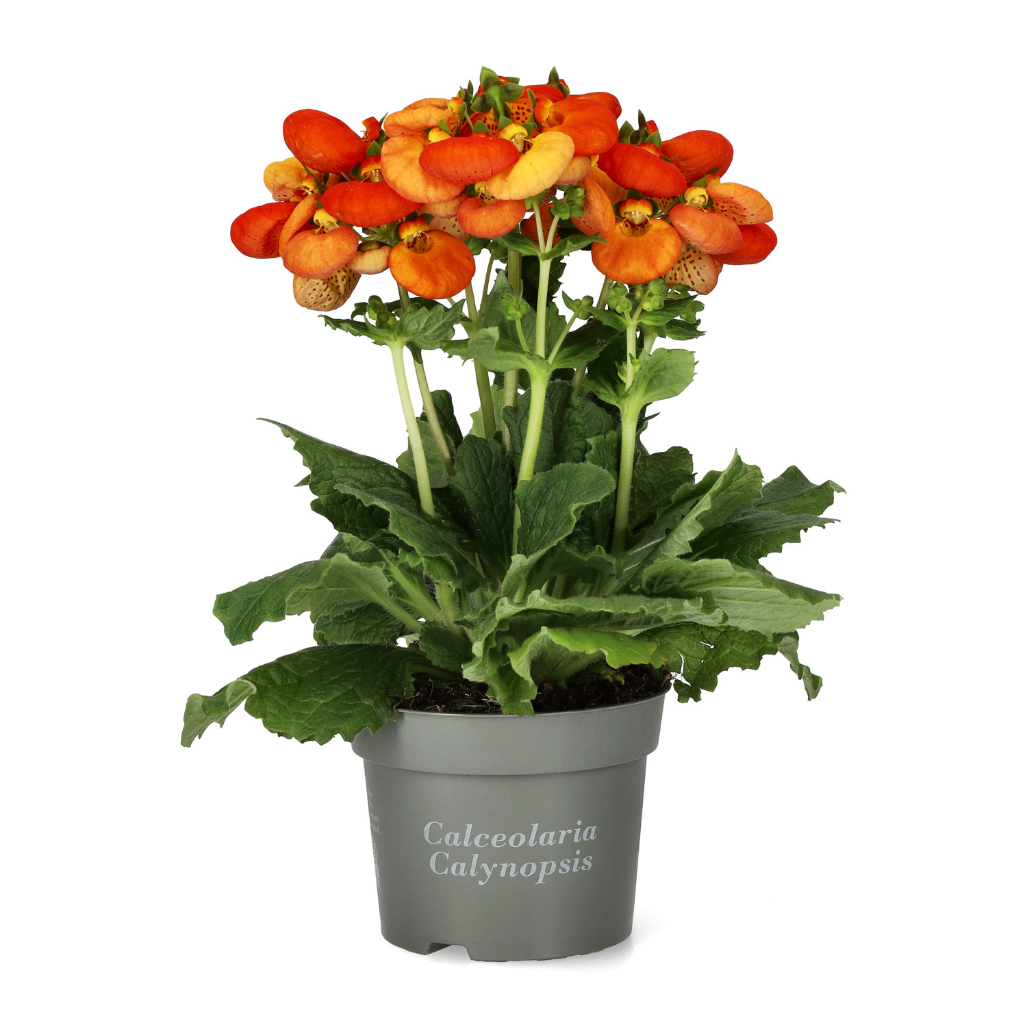 Toffelblomma 'Calynopsis'