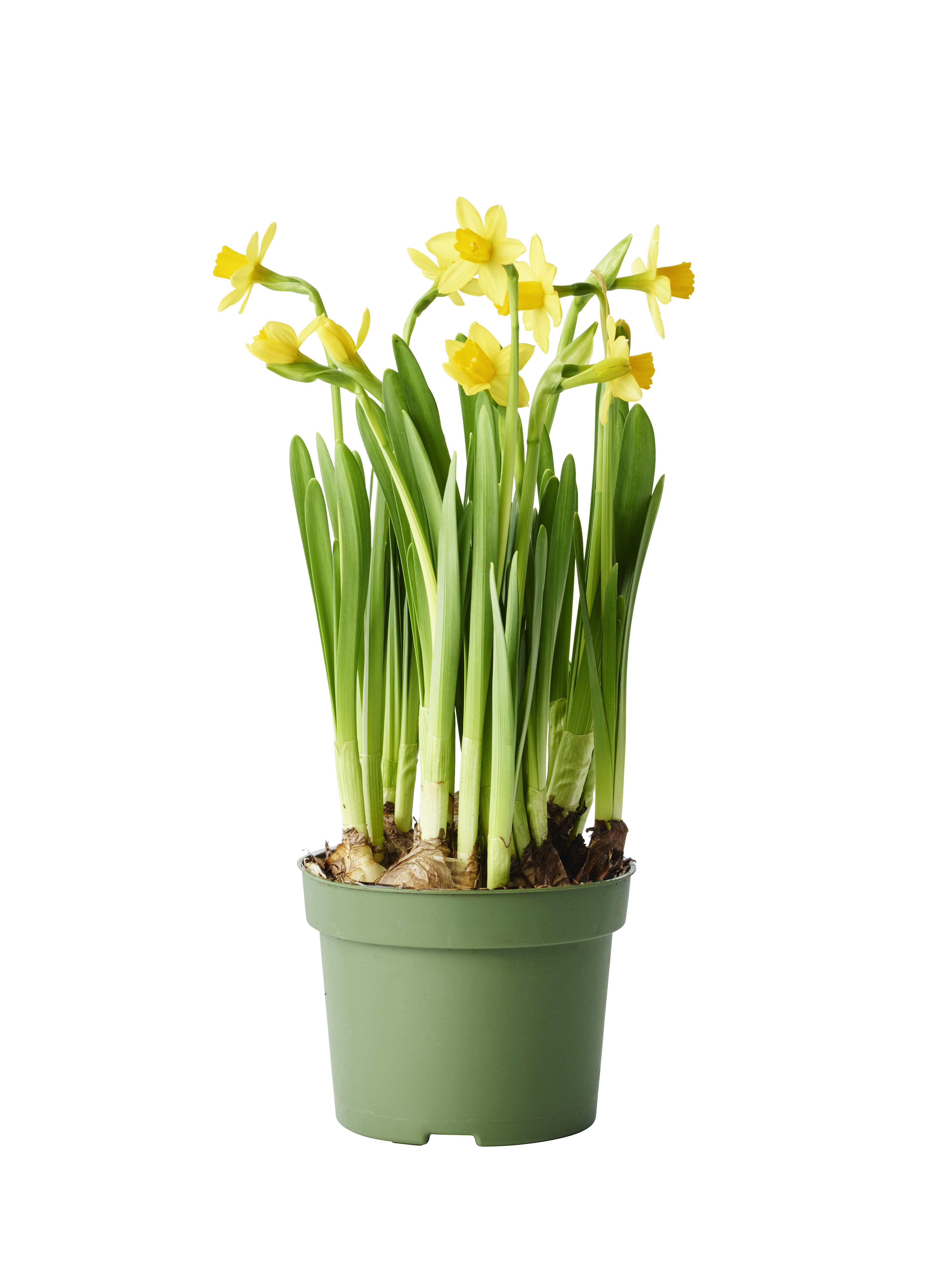 Minipåsklilja 'Tête-à-Tête'