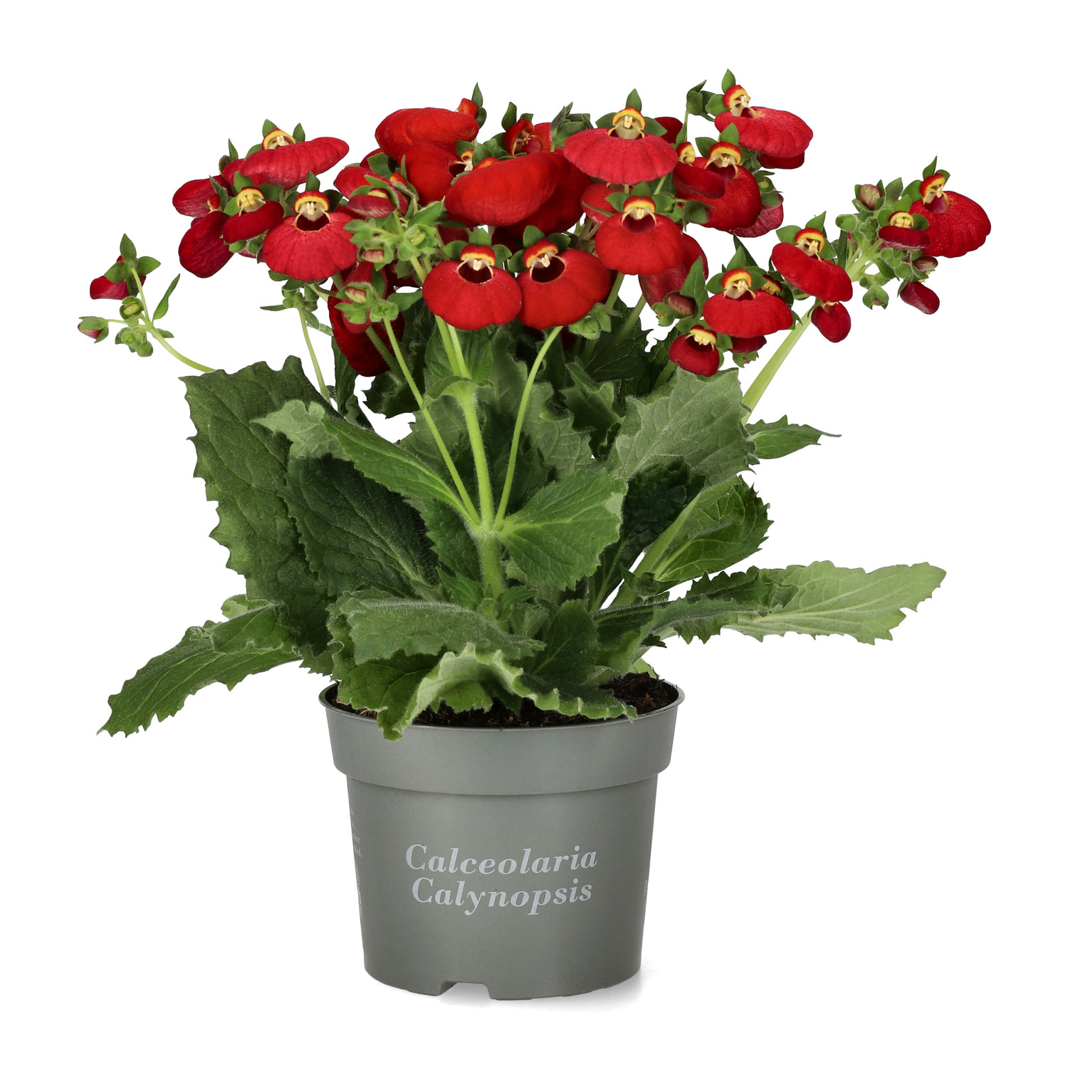 Toffelblomma 'Calynopsis'