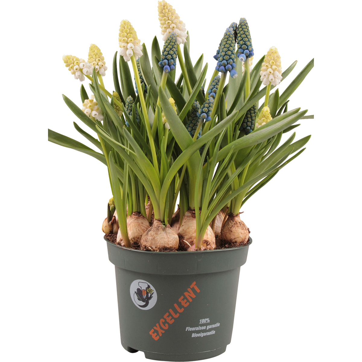 Pärlhyacint 'White & Blue'