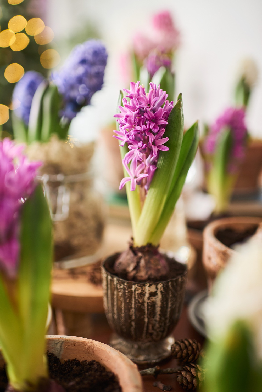 Hyacinthus 17+ Pink 7 cm
