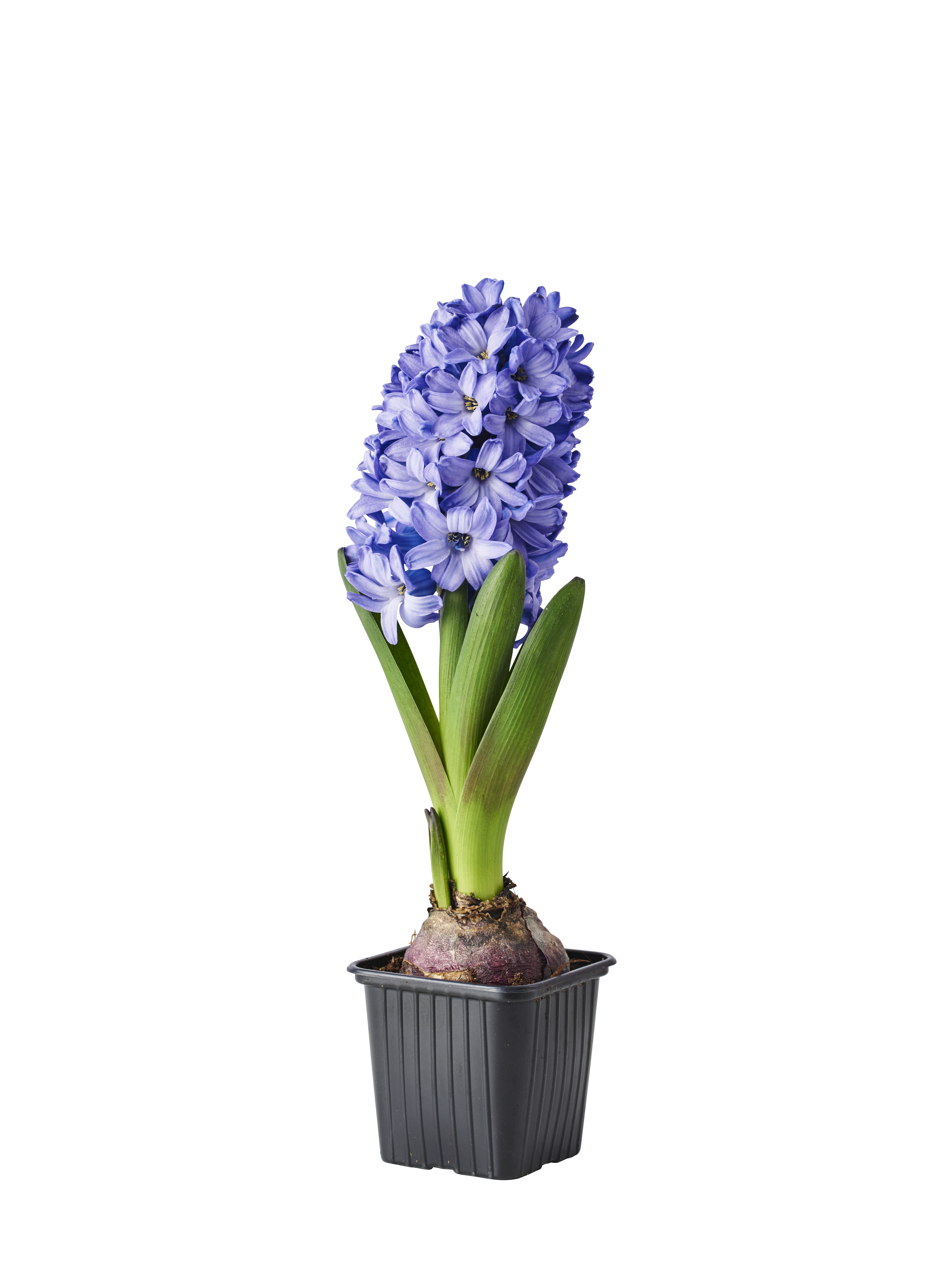 Hyacinthus 17+ Blue 7 cm