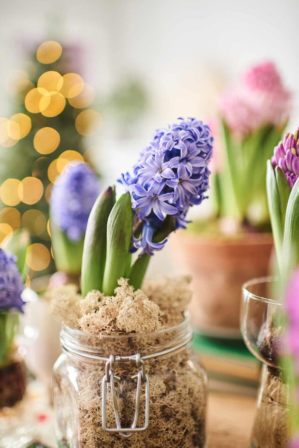 Hyacinthus 17+ Blue 7 cm