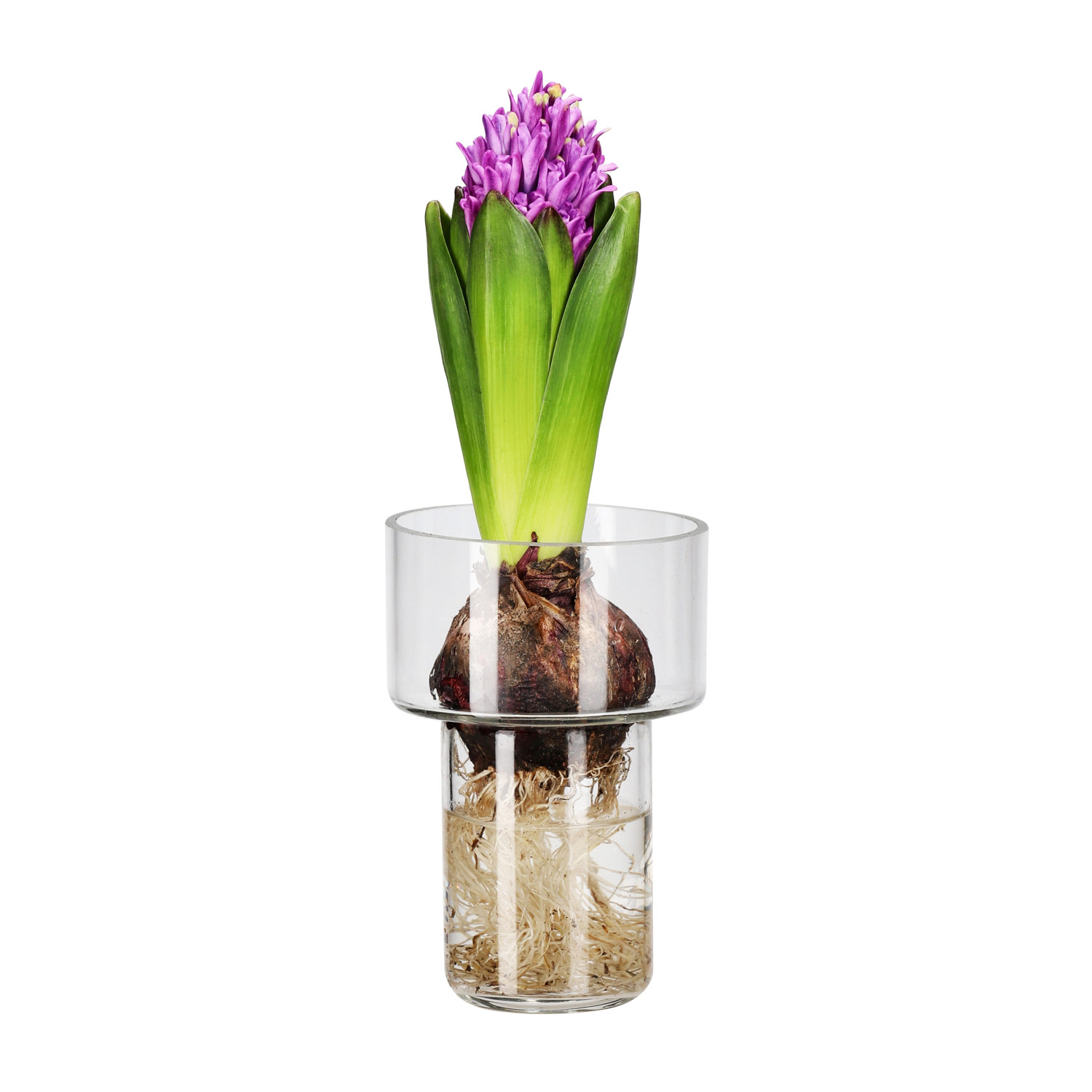 Hyacinthus 17+ Purple 7 cm