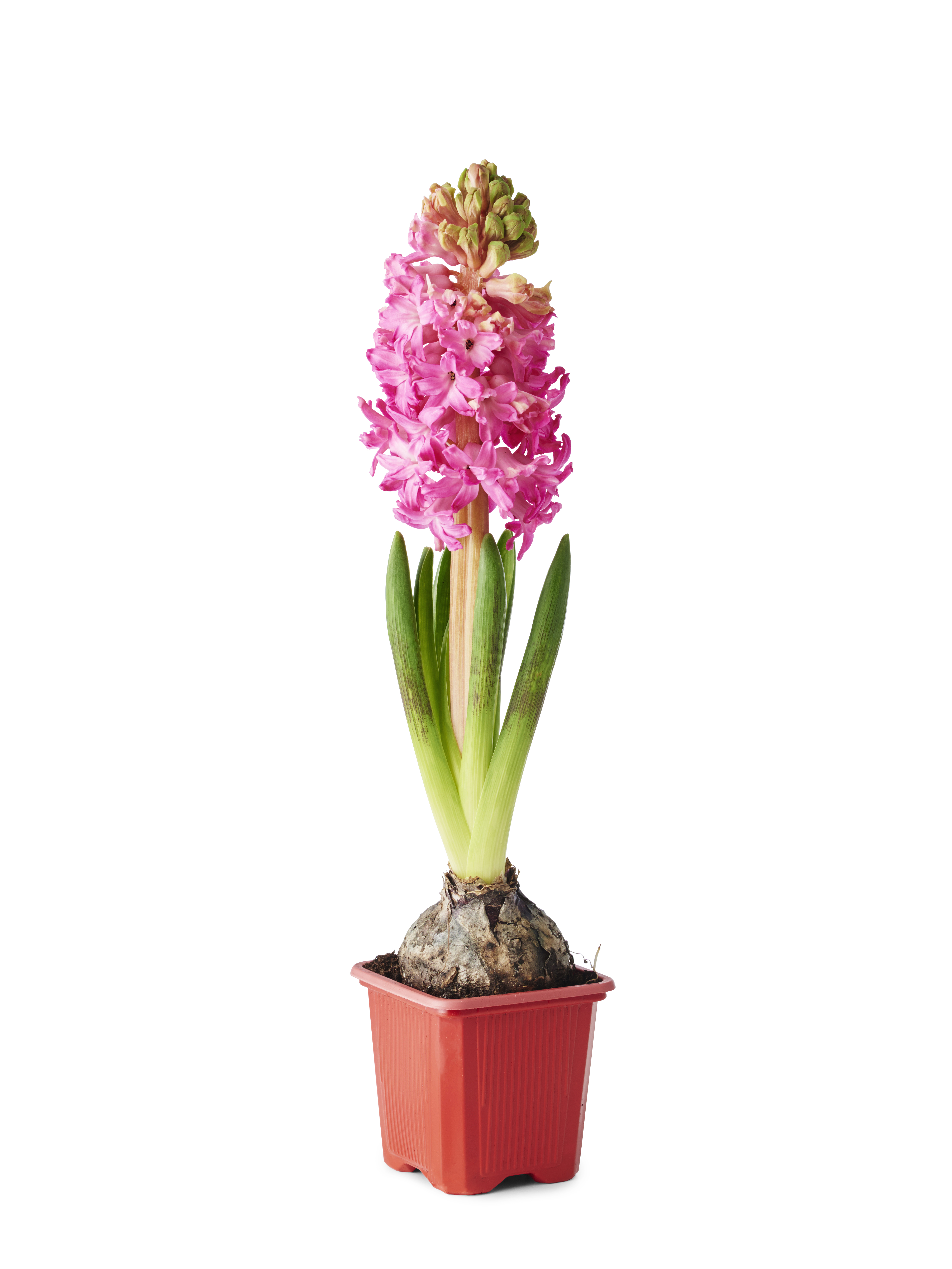 Hyacinthus 17+ Red 7 cm