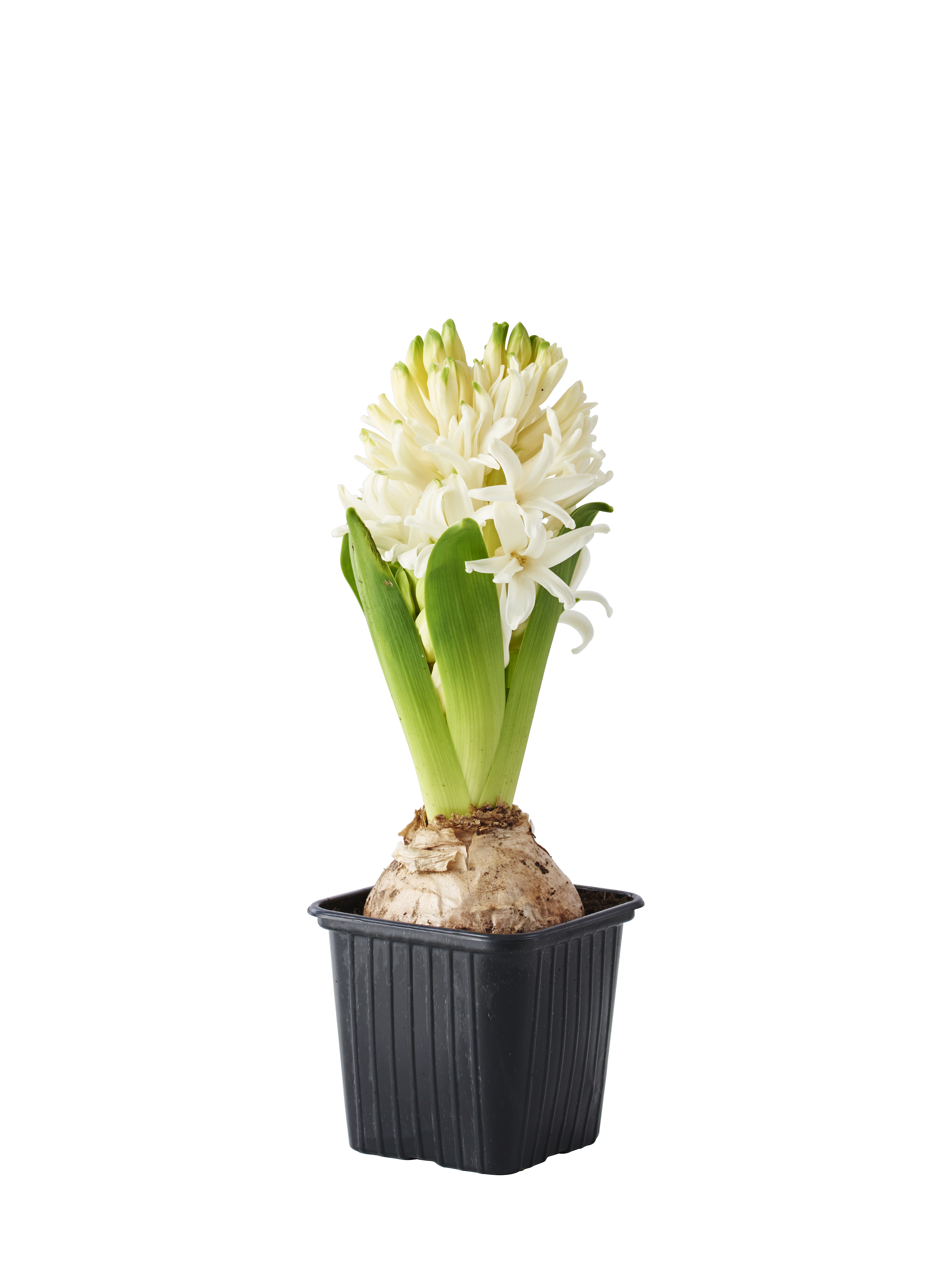 Hyacinthus 17+ White 7 cm