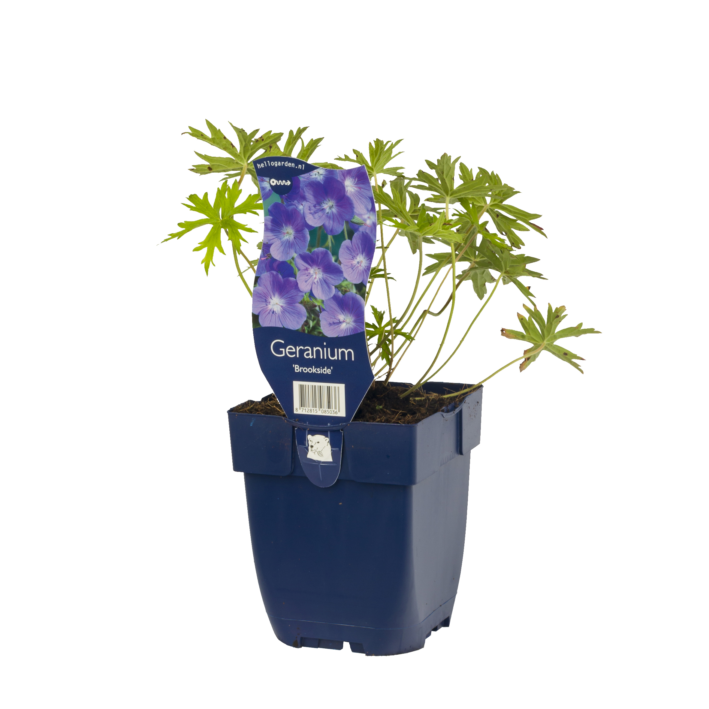 Storkenebb 'Brookside'