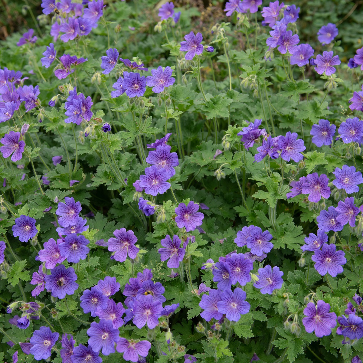 Storkenebb 'Brookside'
