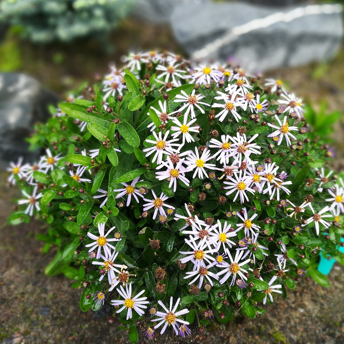 Fjäderaster 'Nana Blue'