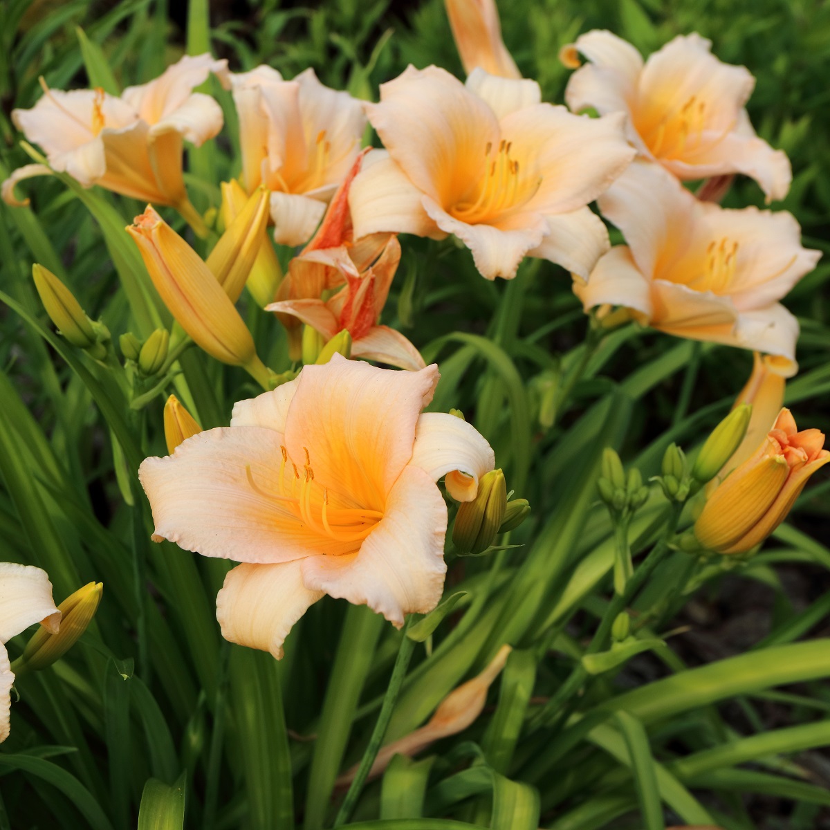 Hemerocallis 'Mini Pearl