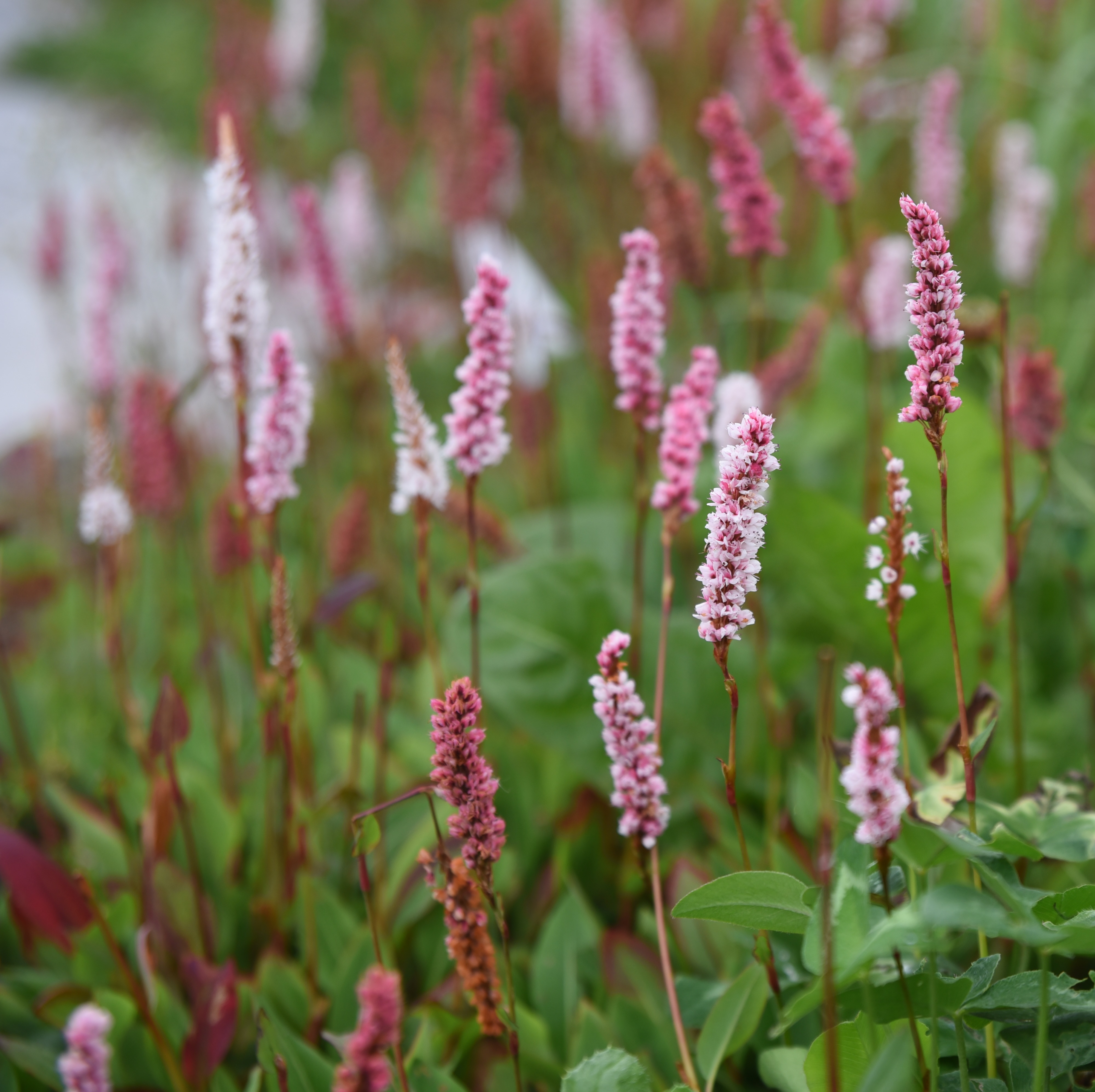 Bergormrot 'Darjeeling Red'