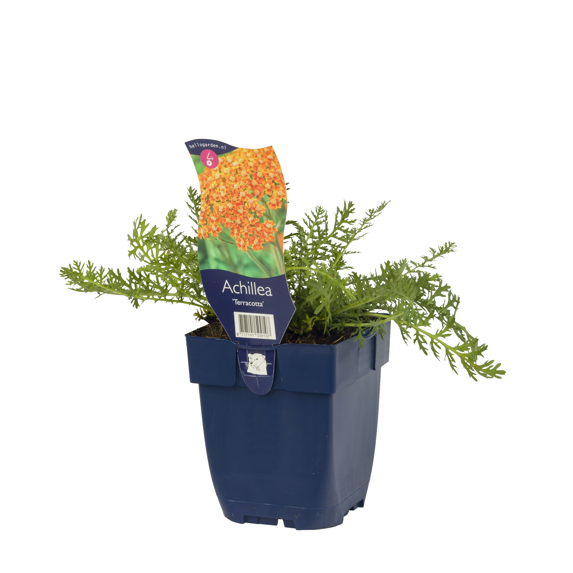 Rölleka 'Terracotta'