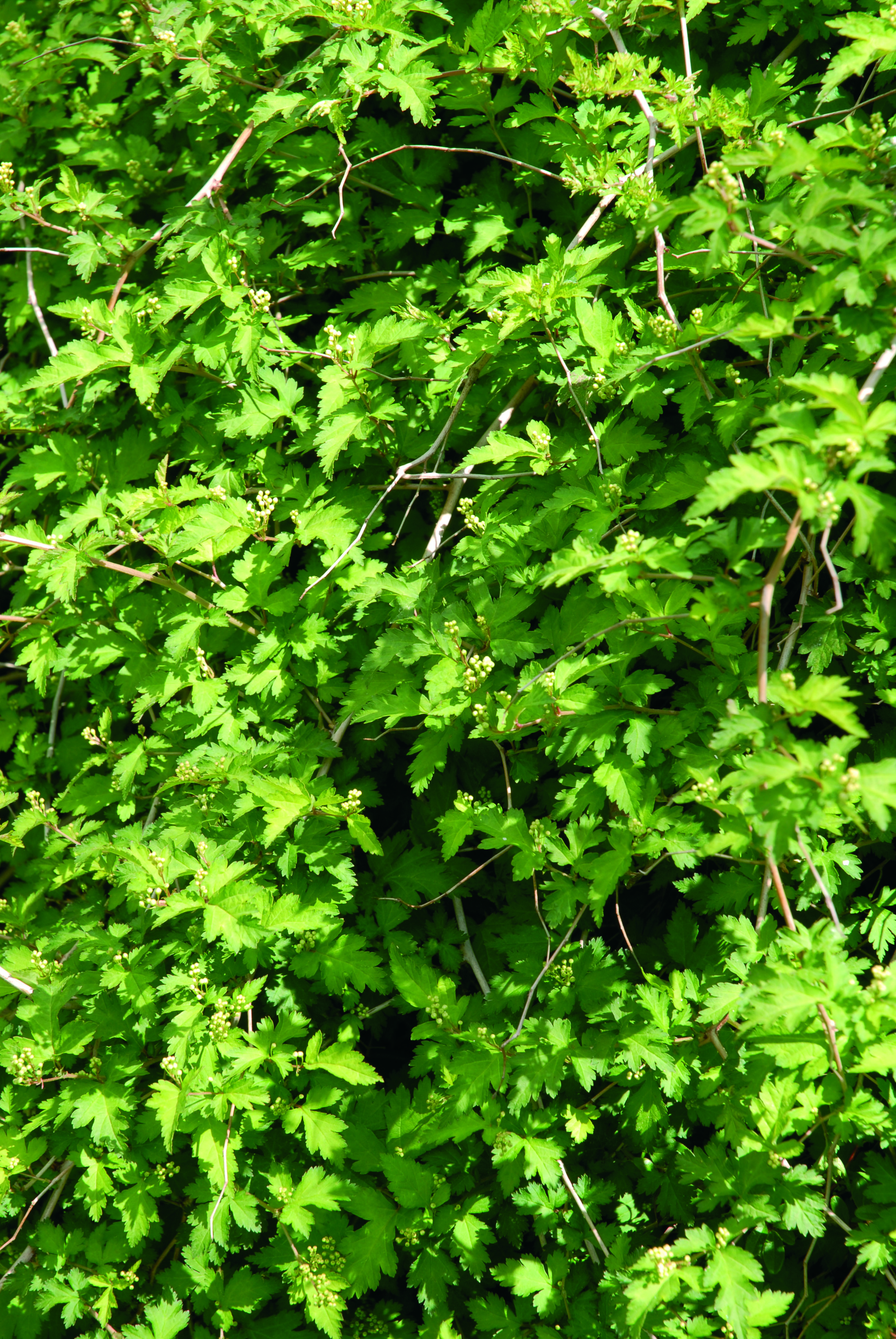Stephanandra incisa 'Crispa ' 4,5L