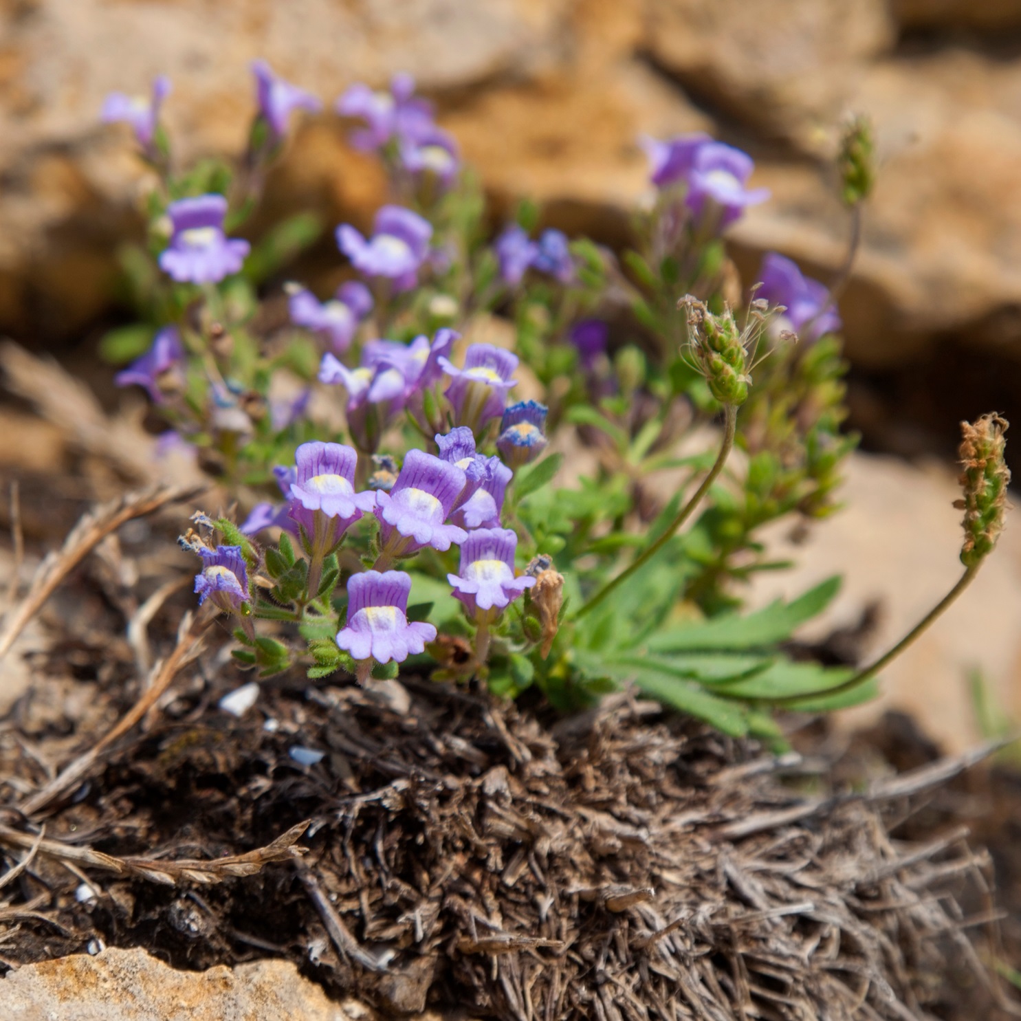 Kyndelsporre 'Blue Dream'