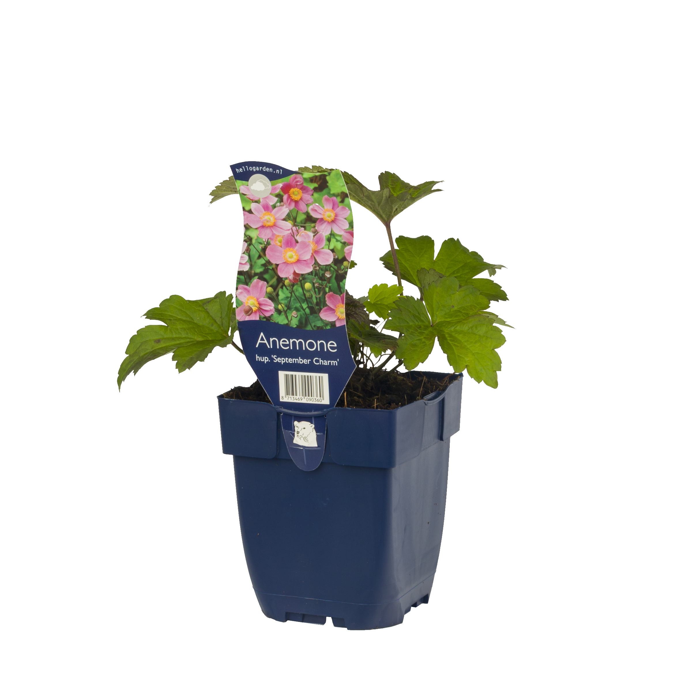 Höstanemon 'September Charm'
