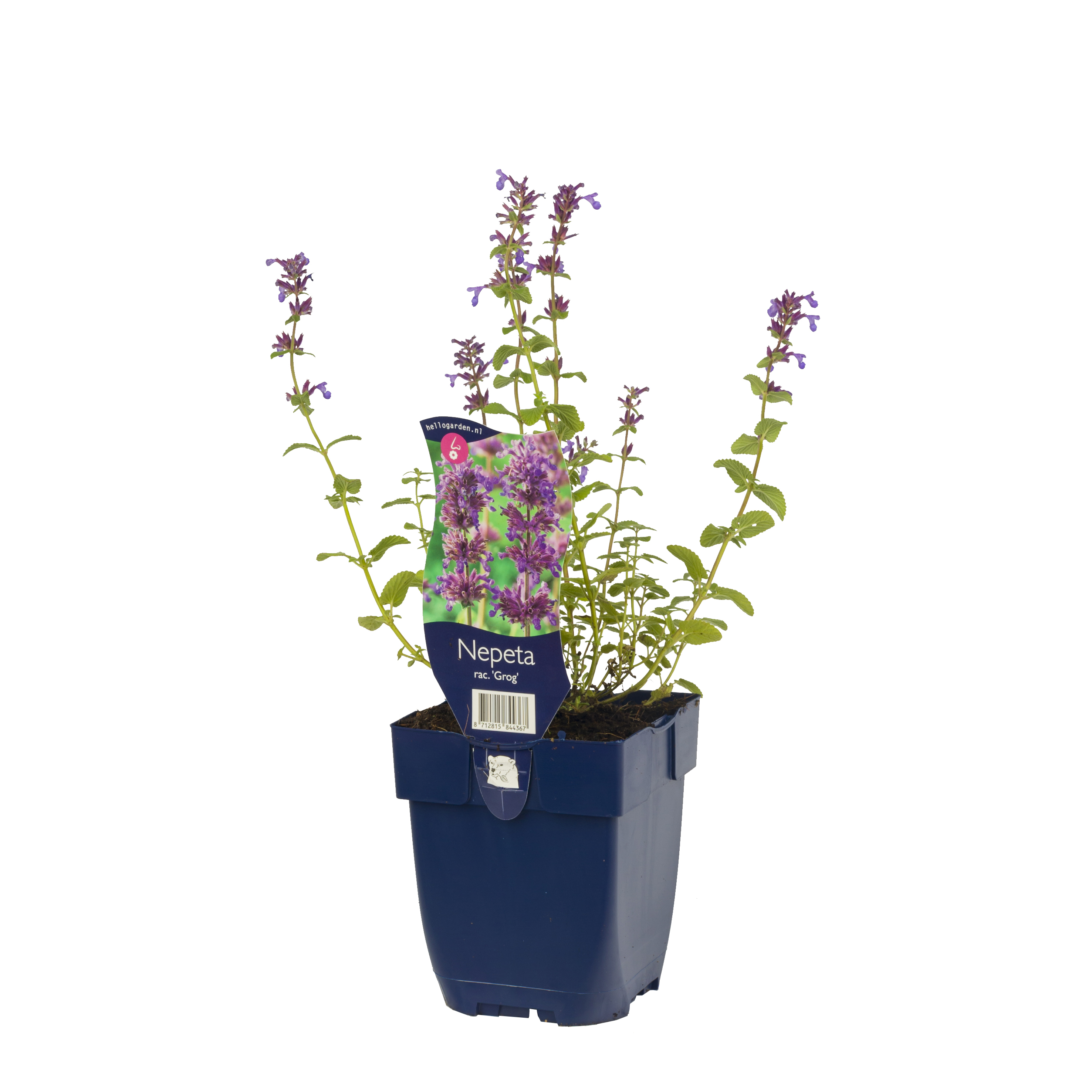 Bergnepeta 'Grog'