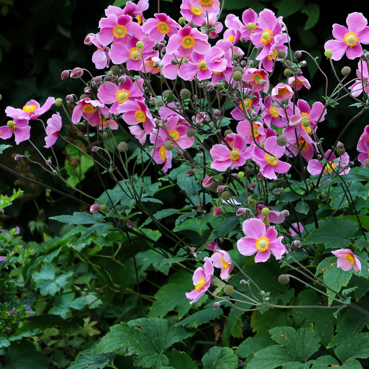 Anemone hup. 'Splendens'