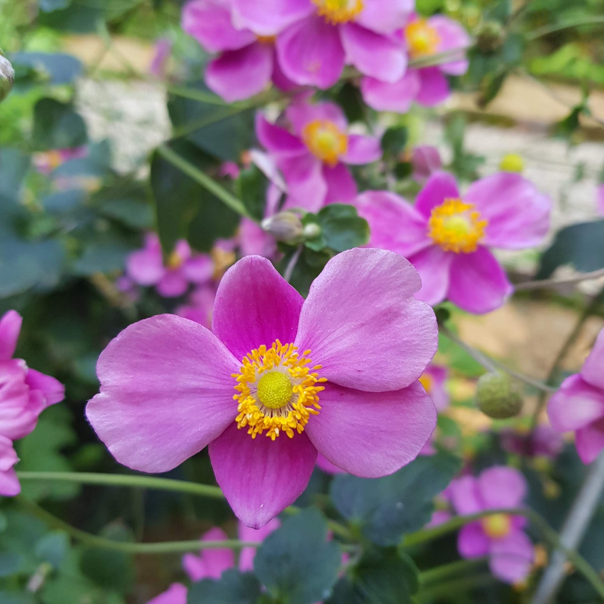 Anemone hup. 'Splendens'