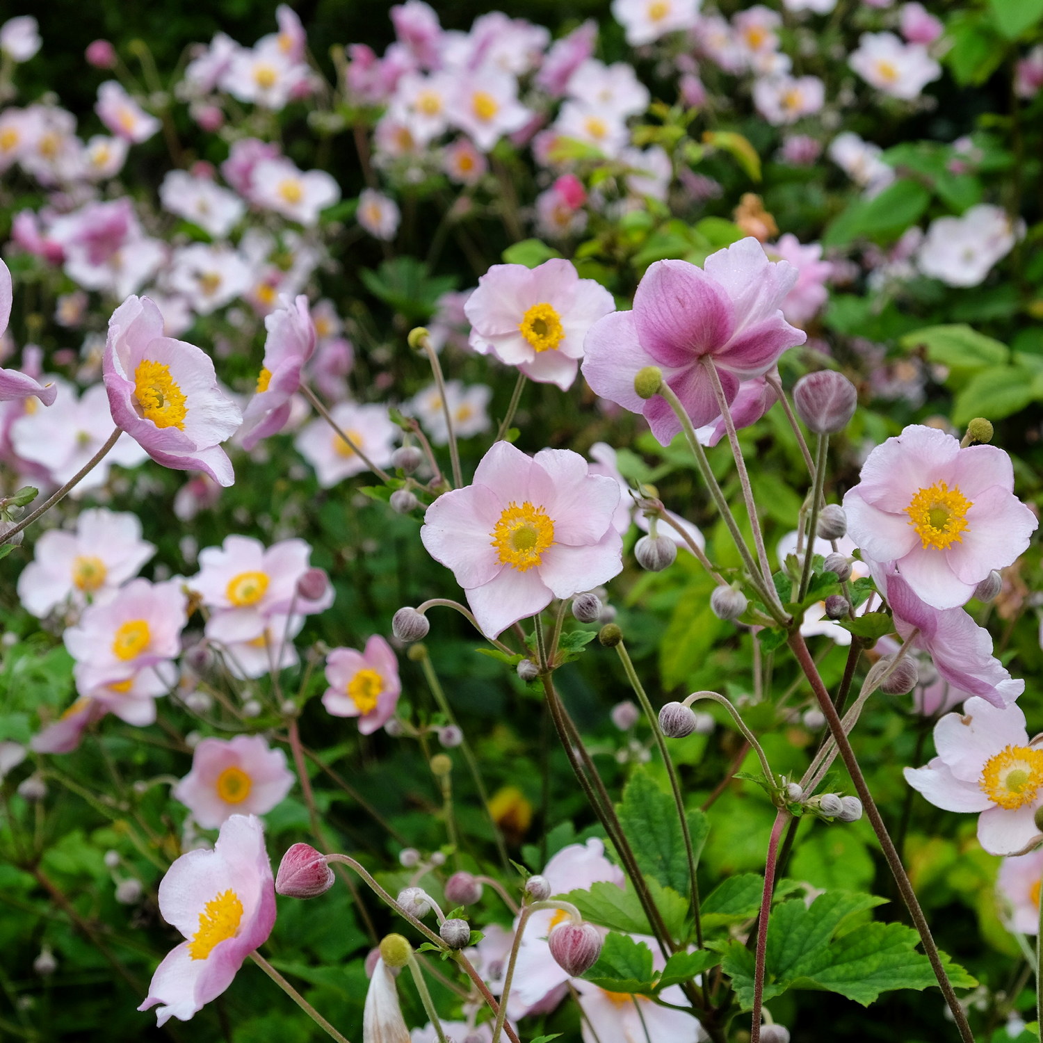 Höstanemon 'September Charm'