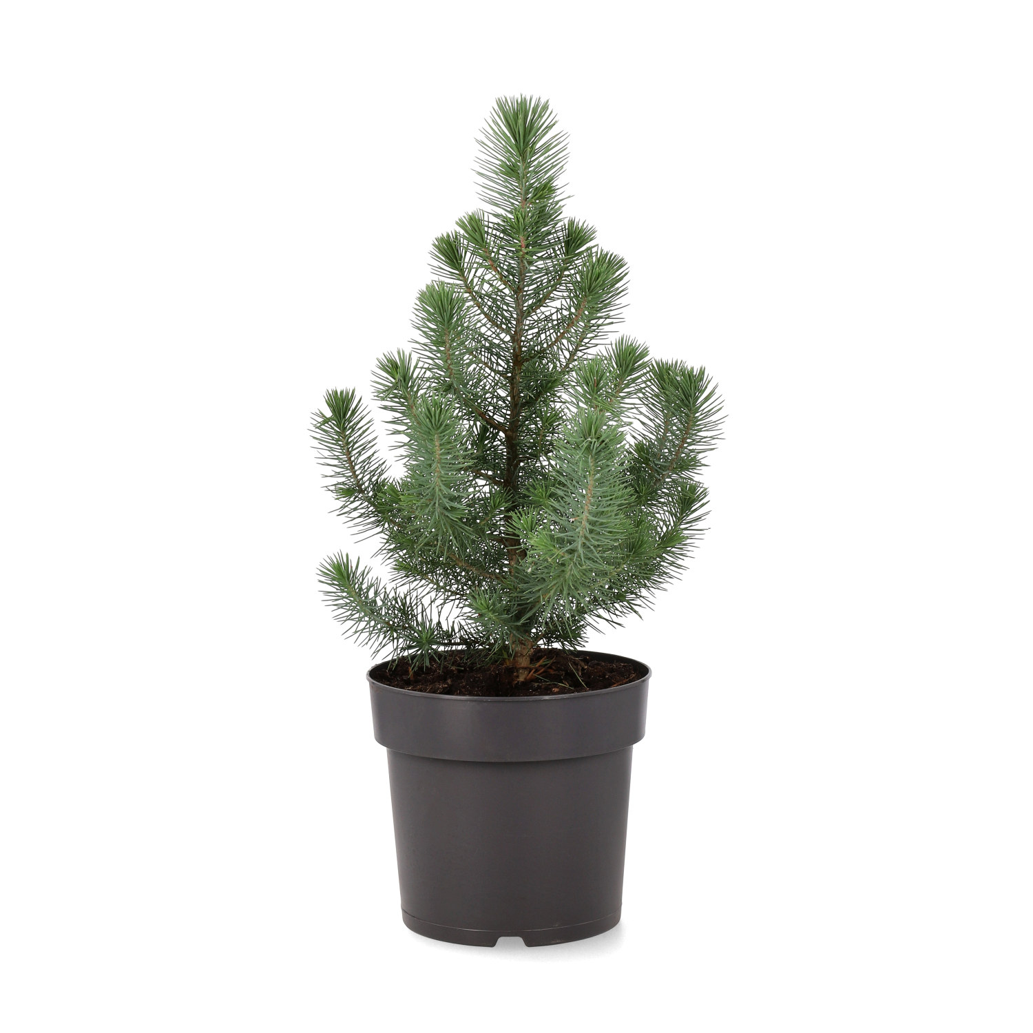 Pinus pinea 'Silver Crest' 17 cm