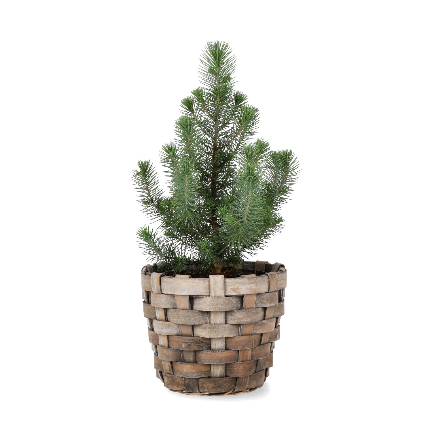 Pinus pinea 'Silver Crest' 17 cm