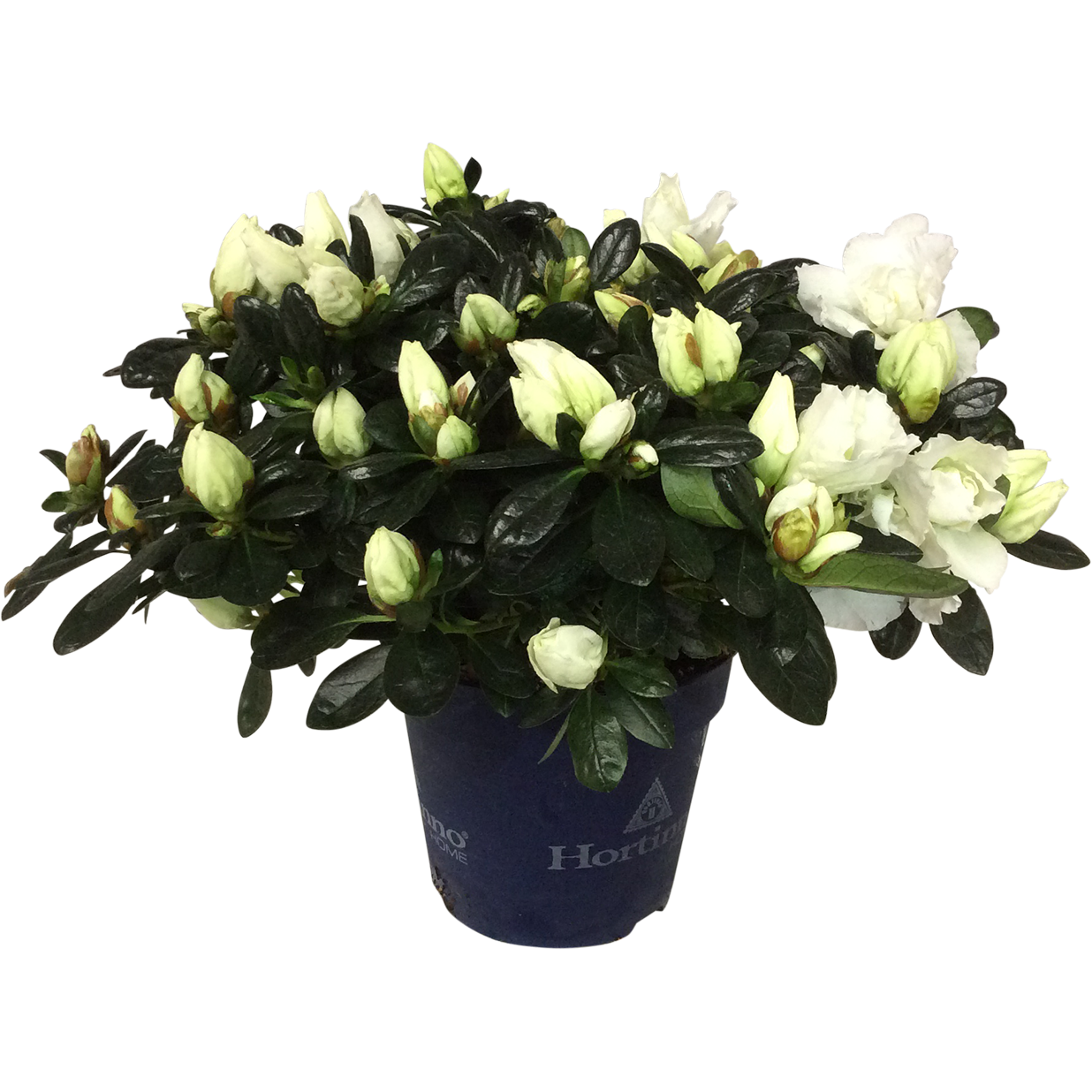 Azalea 'Christine Belli'