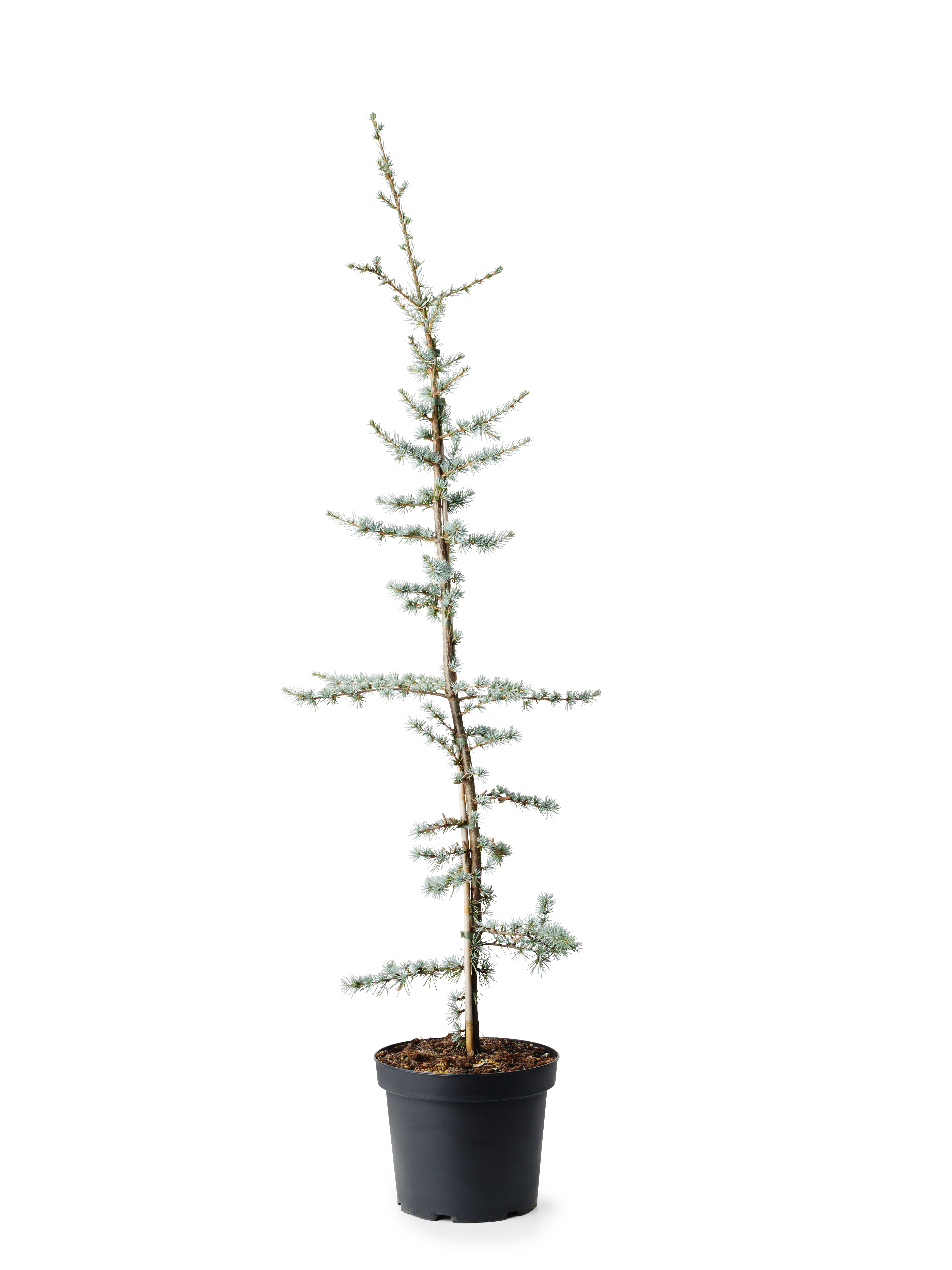 Cedrus libani 'Glauca' 26 cm
