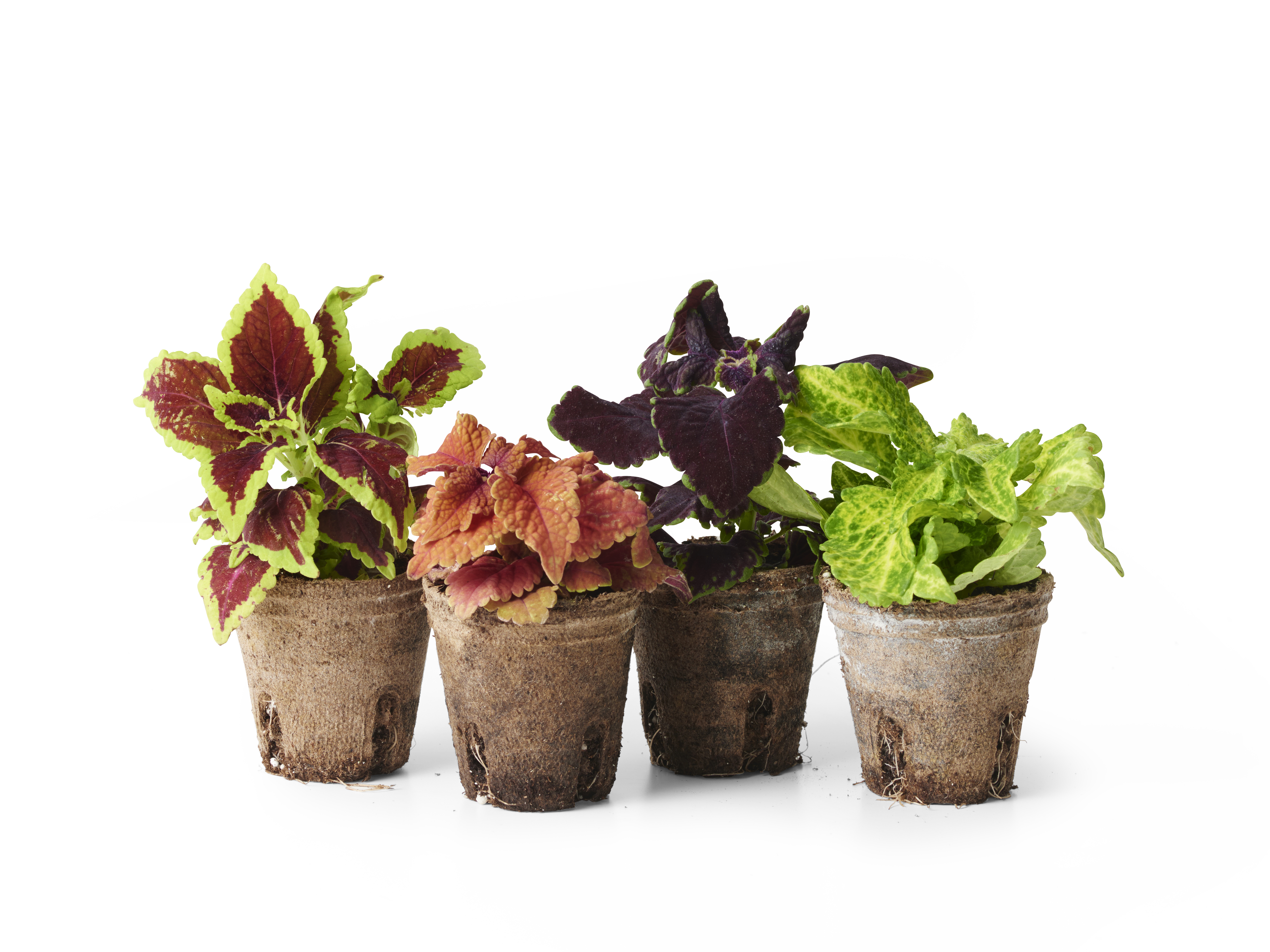 Palettblad stickling Mix